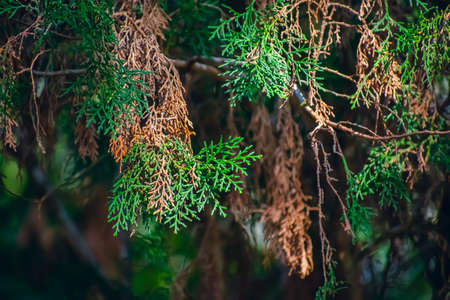 Thuja is a genus of coniferous trees or shrubs in the Cupressaceae. There are five species in the genus, two native to North America and three native to eastern Asia.の写真素材