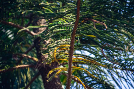 Firs are a genus of 48â€“56 species of evergreen coniferous trees in the family Pinaceae. They...