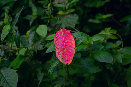 A red small leaf fall on the wild grass in the spring time in the garden.の写真素材