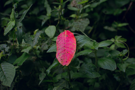 A red small leaf fall on the wild grass in the spring time in the garden.の写真素材