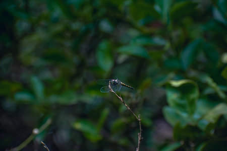 The emperor dragonfly or blue emperor is a large species of hawker dragonfly of the family Aeshnidae, averaging 78 millimetres in length.の写真素材