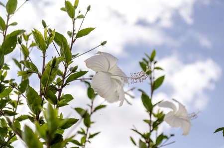 White Hibiscus and green leaves beautiful looksの写真素材