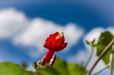 Red Queen wild flower and nice blue sky