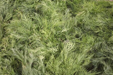Big pile of green of fresh fennel stalksの写真素材