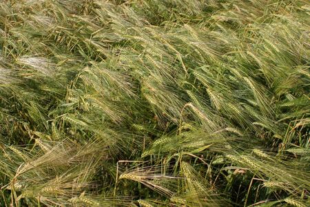 green wheat barley growing in a fieldの写真素材
