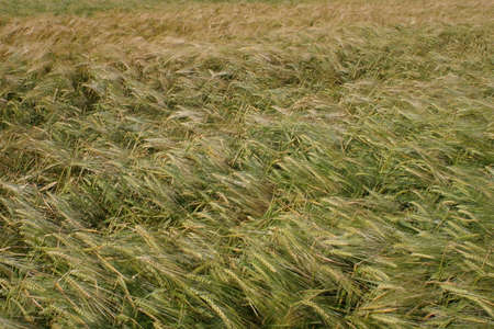 green wheat barley growing in a fieldの写真素材
