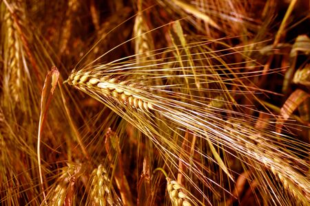 green wheat barley growing in a fieldの写真素材