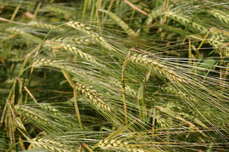 green wheat barley growing in a fieldの写真素材