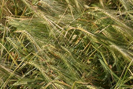 green wheat barley growing in a fieldの写真素材