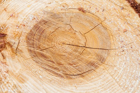 a Wood annual rings - round thick trunkの写真素材