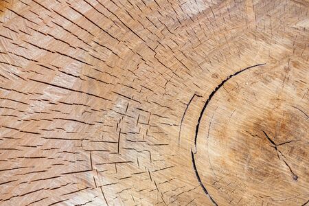 a Wood annual rings - round thick trunkの写真素材