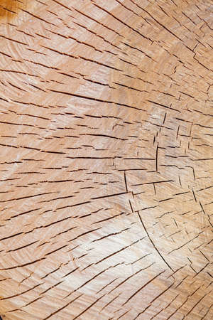 a Wood annual rings - round thick trunkの写真素材