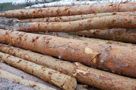 Long trunks felled trees lie in a rowの写真素材