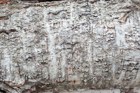 tree fallen on the ground for use in industryの写真素材
