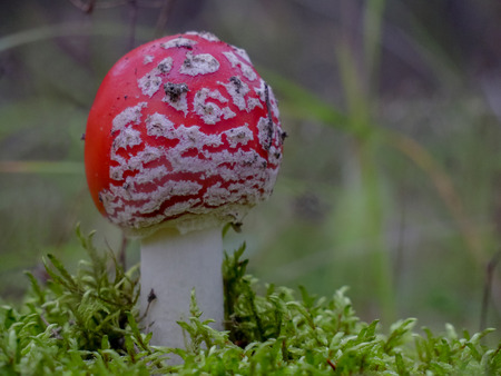 Red fly agaric mushroom in the forestの写真素材