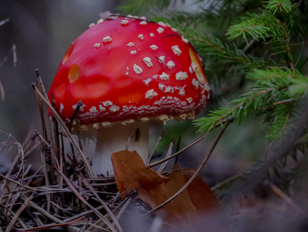 Red fly agaric mushroom in the forestの写真素材