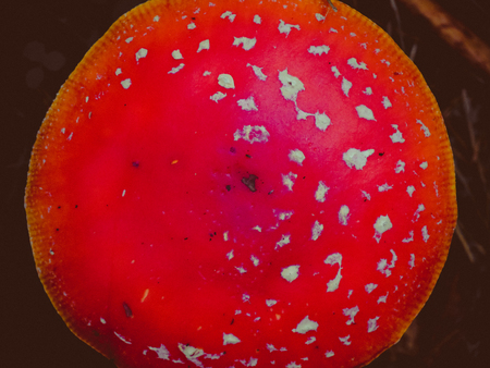 Red fly agaric mushroom in the forestの写真素材