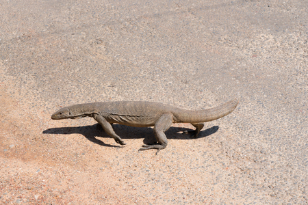 a large scaly reptile on a city streetの写真素材