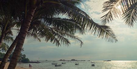 Silhouettes of palm leaves against the background of the setting sun and ocean.の写真素材