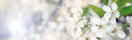 Blooming cherry branch in the spring garden at the wedding ceremony.の写真素材