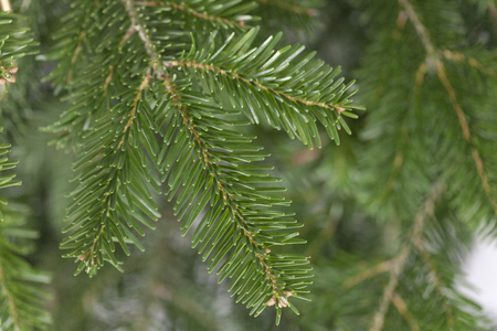 Green fresh young branches of spruce.の写真素材