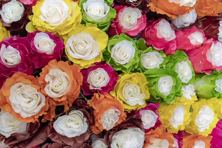Large multi-colored roses.の写真素材
