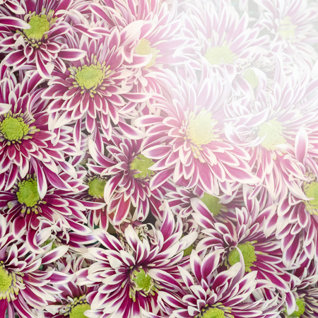 Chrysanthemum morifolium. Good Old-Fashioned Type.の写真素材