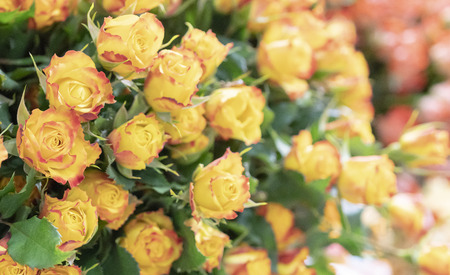 Beautiful, delicate yellow roses.の写真素材