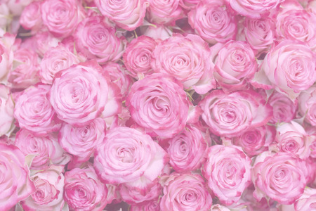 Delicate pink roses.の写真素材