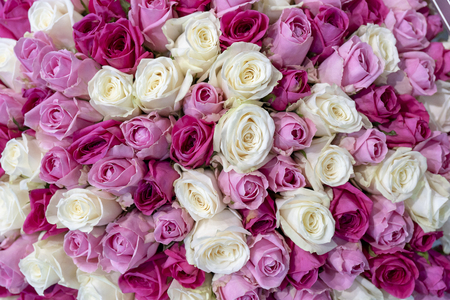 Beautiful pink and white roses. Roses fit tightly to each other.の写真素材