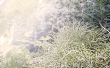 Green grass in the sun.の写真素材