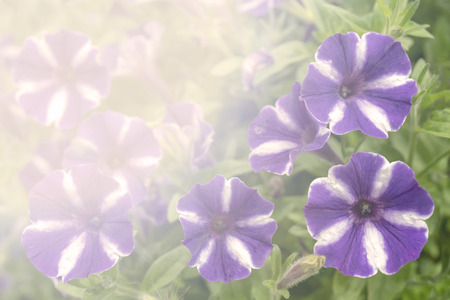 PETUNIA Surfinia Star White-PinkÑの写真素材