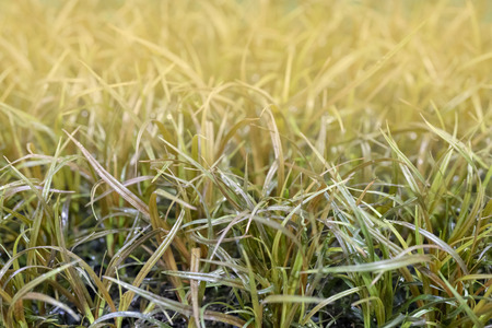 Green grass in the sun.の写真素材