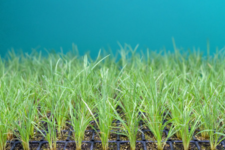 Green sprouts on the farm field.の写真素材