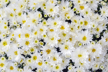 Chrysanthemums  are flowering plants of the genus Chrysanthemum in the family Asteraceae. They are native to Asia and northeastern Europe. Most species originate from East Asia and the center of diversity is in China.の写真素材