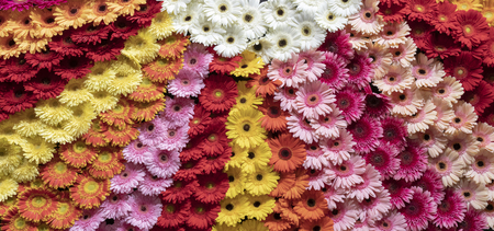 Gerbera flower spattern/の写真素材