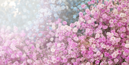 Small pink and blue flowers. Paniculata Flamingoの写真素材