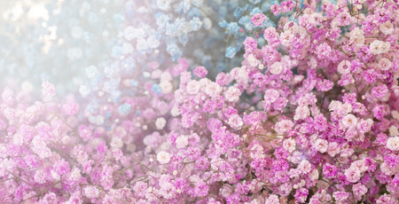 Small pink and blue flowers. Paniculata Flamingo