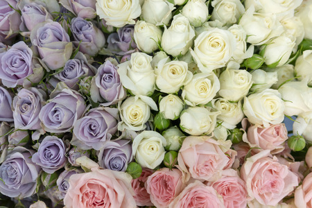 White and blue roses.の写真素材