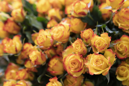 Beautiful, fresh orange roses on a background of green leaves.の写真素材