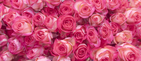 Delicate pink roses.の写真素材