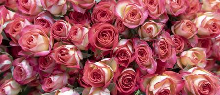 Delicate pink roses.の写真素材