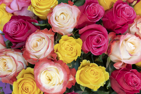 Pink, yellow,  red and orange roses.の写真素材