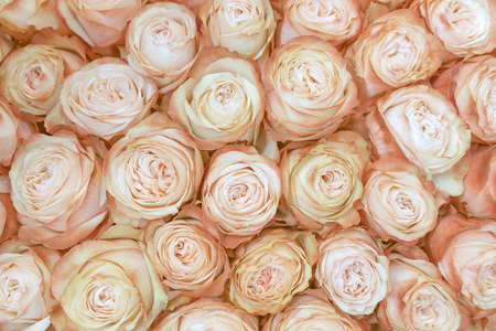 fresh, beautiful creamy roses background.の写真素材