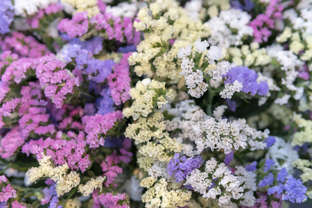 Small pink and blue flowers. Paniculata Flamingoの写真素材