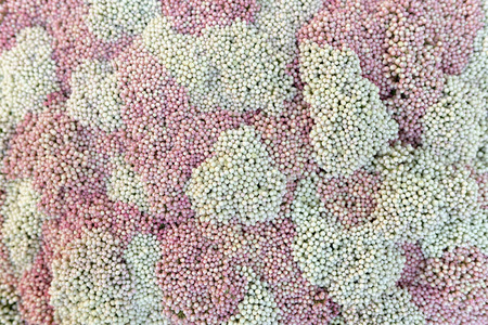 Surface of pink and white balls.の写真素材