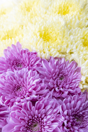 Purple and yellow chrysanthemums.の写真素材