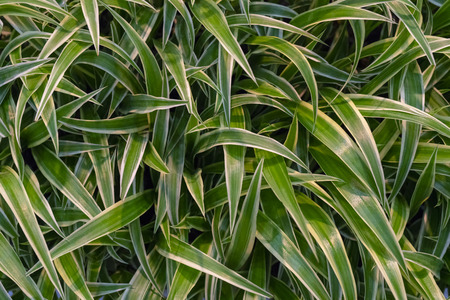 Decorative Striped Grassの写真素材