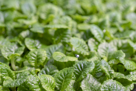 Young, green sprouts in the field.