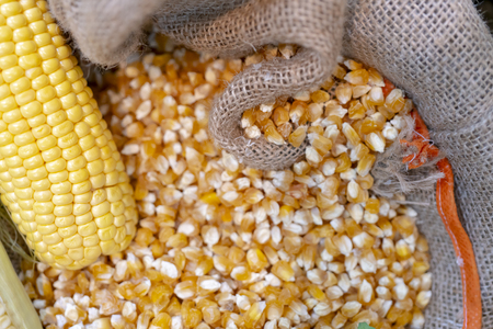Ripe corn cob and corn grain.の写真素材